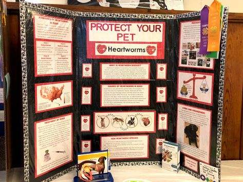 4-h Poster Ideas, Vet Science, Art Display Panels, Cow Eyes, Indiana State Fair, Elle Rose, Veterinary Science, Project Presentation, Dog Nose