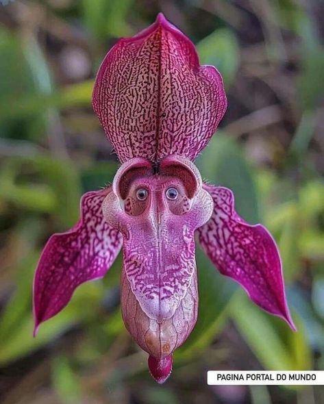 Monkey Orchid, Flowers Unique, David Attenborough, Unusual Flowers, Dracula, Orchids, New York, Fan, Flowers