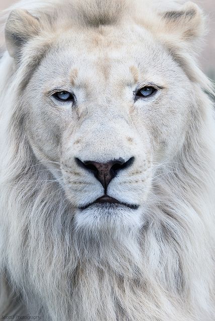 A stunning white lion with blue eyes Albino Lion, Nail Printer, Beautiful Lion, Lions Photos, Lion Love, Albino Animals, Lion Wallpaper, Lion Images, Lion Pictures