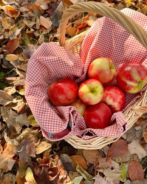 it’s apple season 🍎🍏🍎 Disney Princess Snow White Aesthetic, Apple Picking Aesthetic, Disney Princess Snow White, Apple Season, I Love Autumn, Autumn Actvities, Bella Hadid Style, Love Autumn, Love For Nature