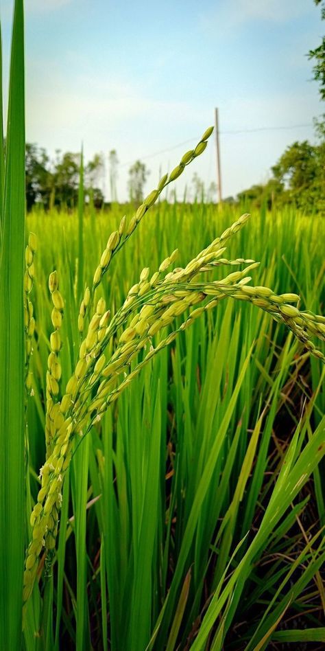 Aesthetic Plant Pots, Growing Rice, Plants Tattoo, Agriculture Photography, Plants Bedroom, Wallpaper Plants, Decoration Plants, Tattoo Plant, Design Garden Ideas