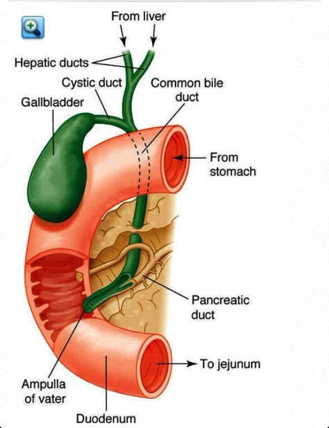 Bile ducts Spinal Cord Anatomy, Ear Reflexology, Massage Therapy Business, Medicine Notes, Medical School Life, Basic Anatomy And Physiology, Biology Facts, Medical Student Study, Bile Duct