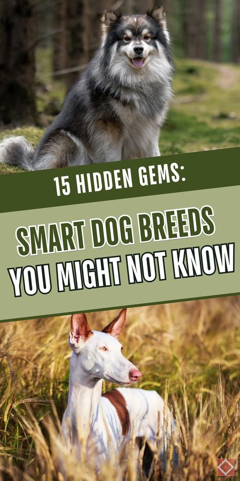 The smartest dog breeds you’ve probably overlooked. Discover 15 breeds that are surprisingly intelligent and full of hidden talents. Save this pin for later and learn more about these clever canines. Click to explore the list of these remarkable breeds! Elegant Dog Breeds, Dog Breeds Chart, Canaan Dog, Smartest Dogs, Curly Coated Retriever, Smartest Dog Breeds, Rare Dogs, Plott Hound, Norfolk Terrier