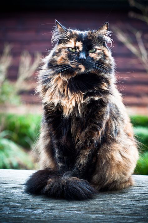 Long Haired Cats, Calico Cat, Fluffy Cat, Domestic Cat, Cute Cats And Kittens, Caravaggio, Cute Kittens, Warrior Cats, Pretty Cats