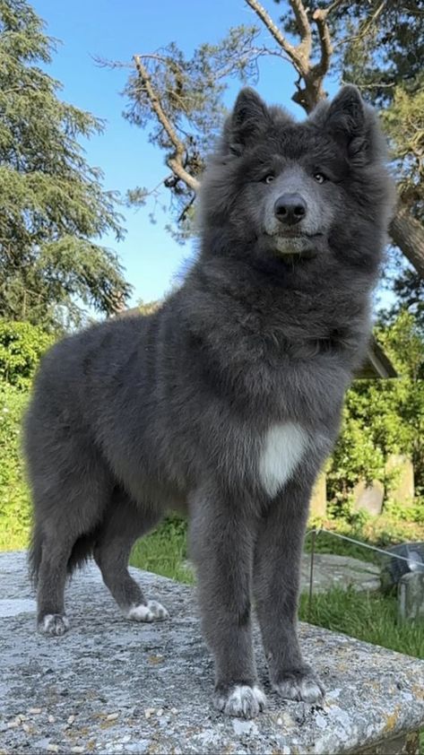 Husky Wolf Dog, Blue Wolf Dog, Blue Wolfdog, Growing Up Pictures, Blue Shepherd, Wolf Dog Hybrid, Wolf Dog Puppy, Then And Now Pictures, Mutt Dog