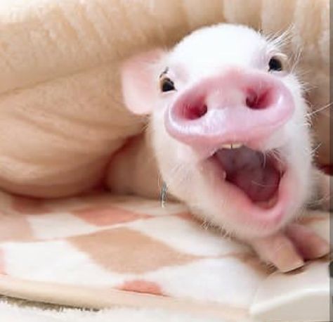 Waking Up For School, Cute Piggy, Link In Bio, On Sale, On Instagram, Instagram