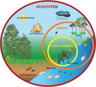 In Panarchy, ecosystems do not have a single equilibrium. These systems have processes that maintain stability through productivity and cycles, but also produces destabilization, which creates diversity and resilience. Each level in ecosystems play a role in allowing these processes to take place and thrive. Ecosystem Activities, Ecosystems Projects, Kid Science, 4th Grade Science, 5th Grade Science, Environmental Education, Water Cycle, Facts For Kids, Easy Science