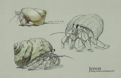 Crustaceans Drawing, Crab Painting, Crab Art, Hermit Crabs, Animal Study, Hermit Crab, Scientific Illustration, Daily Drawing, Animal Sketches