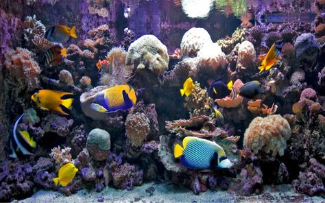 30 Most Beautiful Reef Safe Fish for Marine Tanks - AquariumNexus Reef Tank Design, Shallow Reef Tank, 40 Gallon Reef Tank, Reef Safe Fish, Soft Coral Reef Tank, Marine Tank, Reef Tanks, Reef Tank, Saltwater Aquarium