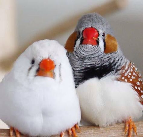 zebra finch Zebra Finches, Finches, Fluffy Critter, Vinyl Art Paint, Zebra Finch, Finches Bird, Bird Aviary, Kinds Of Birds, Funny Birds