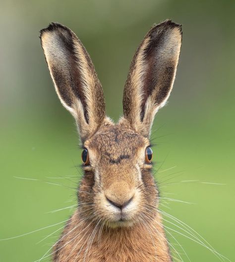 Rabbit Front View, Hare Aesthetic, Hare Photos, Hare Reference, Rabbit Reference, Hare Tattoo, Hare Drawing, Hare Pictures, Hare Illustration