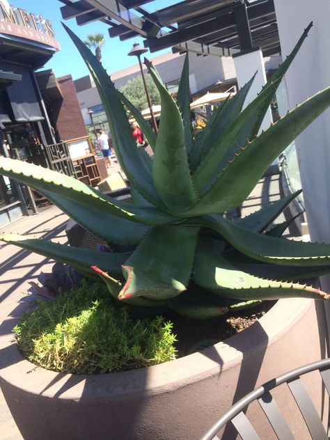 This GIANT aloe-vera like plant Dear Mama, Landscape Garden Design, Fresh Aloe Vera, Andy Goldsworthy, Aloe Plant, Aloe Vera Plant, Landscape Garden, Landscape Artist, Pottery Ideas