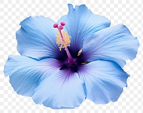 Flowers Cutout, Blue Hibiscus Flower, Flower Png Images, Purple Hibiscus, Blue Hibiscus, Butterfly Wallpaper Iphone, Png Aesthetic, Flowers Png, Light Blue Background