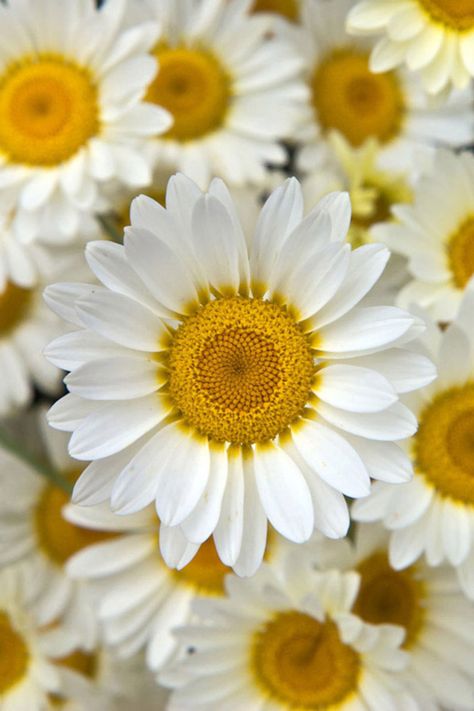 movie quote:  "They're so friendly. Don't you think that daisies are the friendliest flowers?" one of my fave movies.  Do you know it or should I tell you? Sunflowers And Daisies, Daisy Love, Yellow Daisies, Happy Flowers, Types Of Flowers, Beautiful Blooms, Love Flowers, My Flower, Pretty Flowers