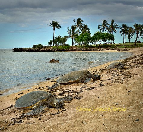 Turtle Beach, or Laniakea Beach | tortugas en la playa Lania… | Flickr Hawaii Living, Travel Hawaii, Pacific Islands, Turtle Beach, Landscape Design Plans, Hawaii Life, Aloha Hawaii, Beautiful Sites, Tropical Landscaping