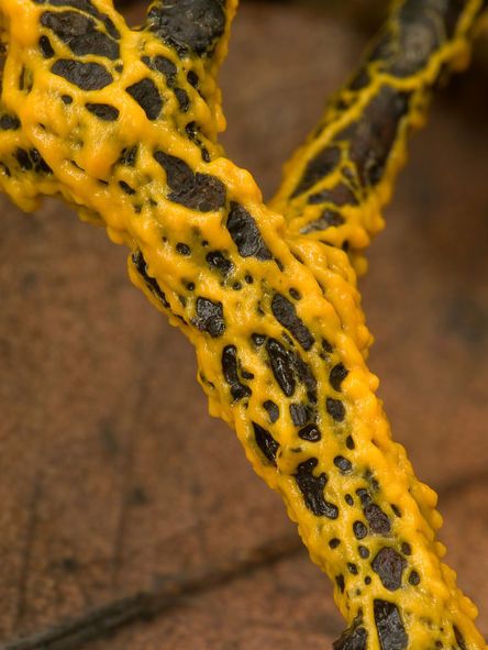 Examples of yellow fungi (mushrooms): The types of slime molds. Slime Mold Fungi, Alien Flowers, Yellow Slime, Banana Slug, Types Of Slime, Slime Mold, Types Of Fungi, Yellow Mushroom, Glam Wedding Makeup