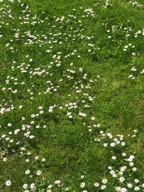 Background Grass Nature, Grass Background Aesthetic, Grass From Above, Grass Aesthetic, Green Vibes, Grass Background, Joy Art, Flower Backgrounds, Green Grass