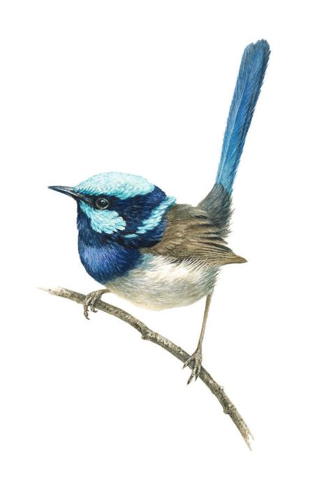 Watercolour Bird, Blue Wren, Bird Watercolor Paintings, Australian Birds, Bird Decor, Bird Pictures, Bird Drawings, Bird Illustration, Watercolor Bird