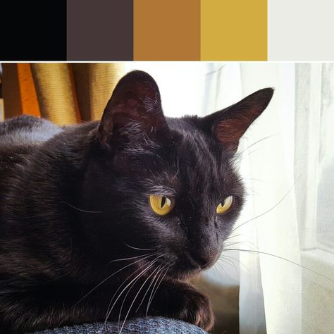 《Black Cat Palette》 Black Cat Color Palette, The Colour Of Magic, Color Collage, Paint Color Schemes, Color Palate, Paint Palette, Learning Colors, Cat Colors, Color Stories