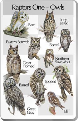 Owl Chart! AWESOME!!!!!!!!!!!!!!!!!!!!! Siobhan ❤s owls                                                                                                                                                                                 More Owls Species, Owl Study, Types Of Owls, Barred Owls, Boreal Owl, Elf Owl, Spotted Owl, Screech Owl, Barred Owl