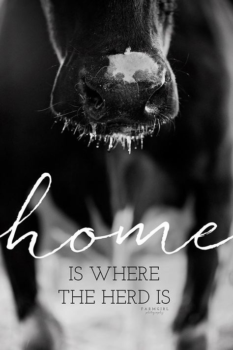 Horse Quote, My Dream Life, Horse Books, Inspirational Stories, Photography Home, Funny Horse, Horse Lovers, Home Is Where, My Dream