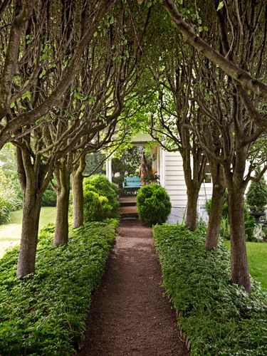 An amazing allée of fast-growing Bradford pear trees Rustic Landscaping, Farmhouse Landscaping, Front Yard Design, Pear Trees, Backyard Garden Design, Garden Pathway, Landscaping Tips, Garden Tours, Garden Path