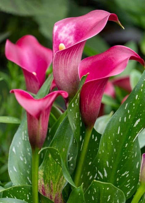 Learn how to plant calla lily rhizomes, care for them, and even propagate and overwinter them for next season! All your questions on the calla lily are answered here! Planting Calla Lily Bulbs, Catalilly Flower, Calla Lily Care Outdoor, Calla Lillie’s, Calily Flower, Calilily Flower, Lily Garden Ideas, Calls Lily, Calla Lily Garden