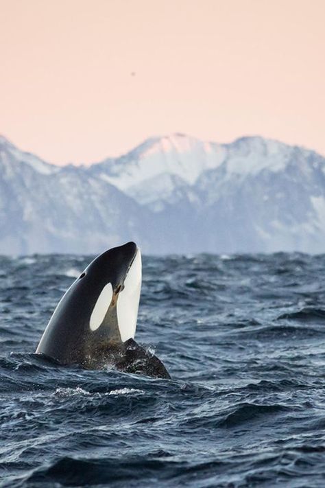 Tumblr share moments Sea Mammal, Orca Whales, Killer Whale, Marine Mammals, Appaloosa, Killer Whales, Ocean Creatures, Marine Animals, Quarter Horse