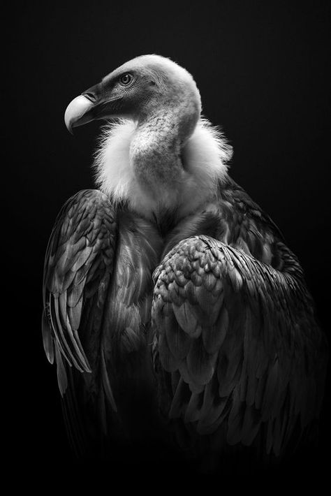 Regard Animal, Wild Animals Pictures, Vulture Culture, Animal Study, Animal Wallpaper, White Photo, Animal Planet, Wildlife Art, Animal Photo