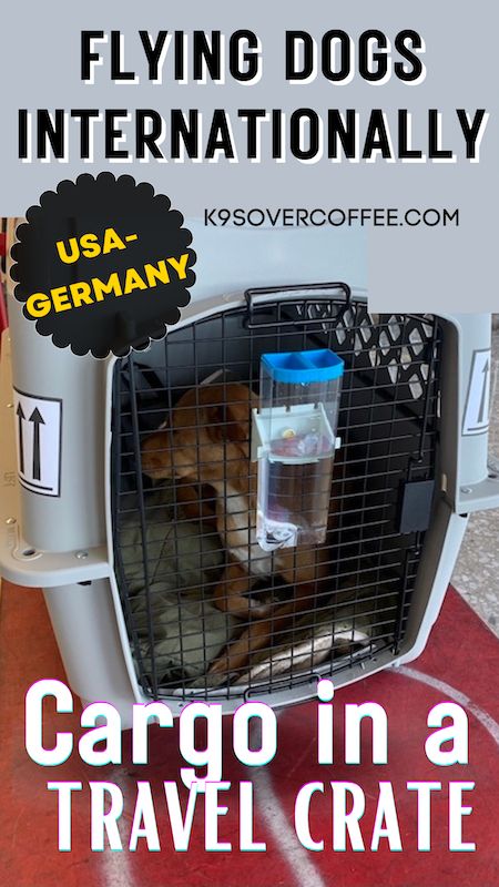 Brown dog in an airline-approved dog travel crate at the airport. Move Overseas, Dog Travel Crate, Wire Crate, Flying Dog, Raw Dog Food, Moving Overseas, Emotional Support Dog, Dog Games, Raw Dog Food Recipes