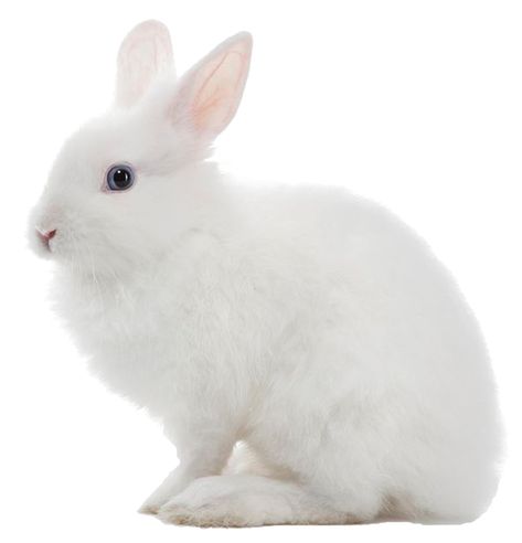 White Rabbit Images, Rabbit Png, White Bunnies, Rabbit Pictures, Rabbit Photos, Wild Rabbit, Small Rabbit, White Rabbits