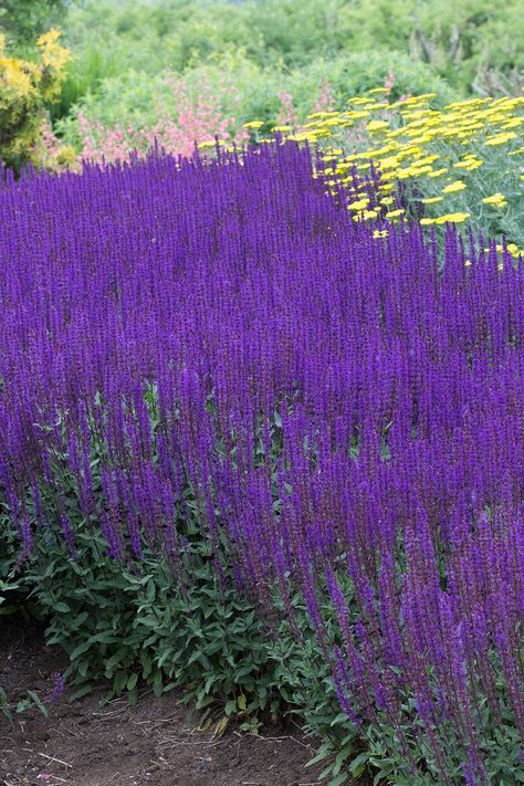 Culvers Root Garden, Salvia Nemorosa Caradonna, Caradonna Salvia, Salvia Caradonna, Salvia Plant, Salvia Garden, Salvia Plants, Purple Salvia, Meadow Sage