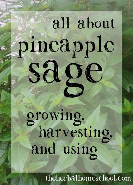 Pineapple Sage; Growing, Harvesting, and Using – The Herbal Homeschool Uses For Pineapple Sage, Pineapple Sage Uses, Pineapple Sage Recipes, Pineapple Sage Tea, Pineapple Sage Plant, Sage Recipes, Sage Herb, Preserving Herbs, Medicinal Herbs Garden