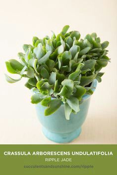 #succulents #succulentidentification #crassula #crassulaarborescensundulatifolia #ripplejade Jade Plant Care, Succulent Names, Succulent Photography, Jade Succulent, Kaktus Dan Sukulen, How To Water Succulents, Blue Succulents, Purple Succulents, Jade Plant