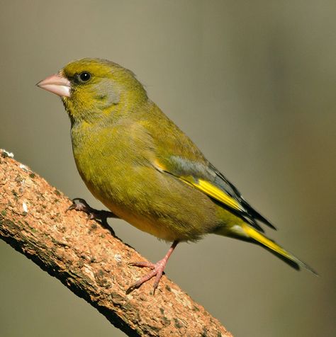 Greenfinch (Chloris chloris) male Green Finch, Finch Bird, Greenfinch, Finches Bird, British Wildlife, Uk Images, Bird Perch, Local Area, Farm Yard