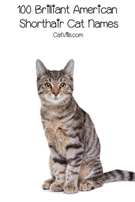 If you're looking for some brilliant American Shorthair cat names, we've got you covered! Check out 100 that we absolutely love, with 50 each for males and females! Boy Cat Names, American Shorthair Cat, Cat Personalities, Tiny Cats, Cat Ideas, Shorthair Cat, American Shorthair, Short Hair Cats, Adorable Cats