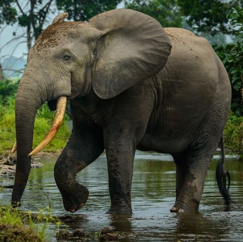 Forest Elephant, African Forest, Turtle Facts, African Forest Elephant, African Bush Elephant, Africa Wildlife, Rainforest Animals, Elephant Sanctuary, Save The Elephants