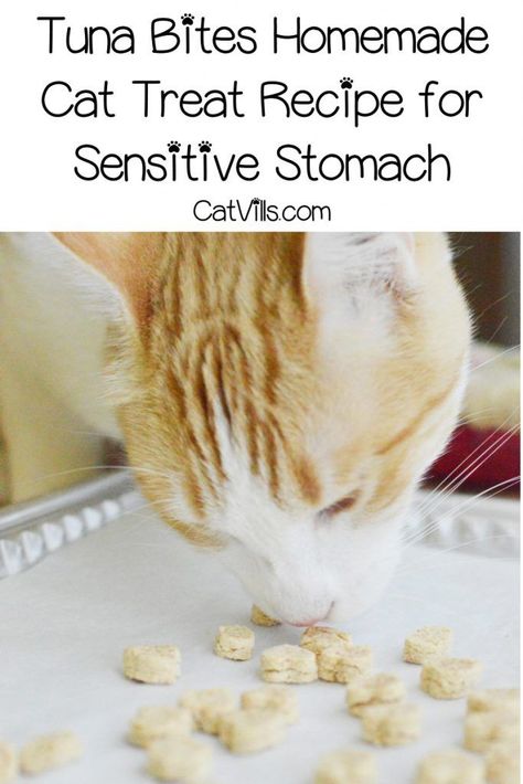 If you're looking for an easy homemade cat treat recipes for a sensitive stomach, you'll love our tuna bites! Check out the 4-ingredient recipe now! Homemade Gnocchi Recipes, Tuna Bites Recipe, Diy Cat Treats Recipes, Homemade Cat Treats Recipes, Tuna Bites, Diy Cat Treats, Tuna Cat Treats, Diy Cat Food, Homemade Pet Treats