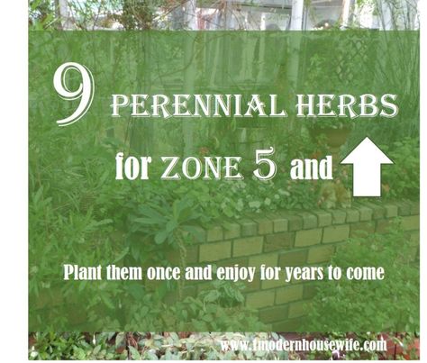 This article will guide you through nine herbs that are perennial or self-seeding—even in colder climates—so that you can enjoy fresh herbs every year without much hassle!x Perennials Low Maintenance, Easy Herbs To Grow, Bee Friendly Plants, Long Blooming Perennials, Biennial Plants, Perennial Vegetables, Plant Zones, Herb Garden Design, Perennial Shrubs