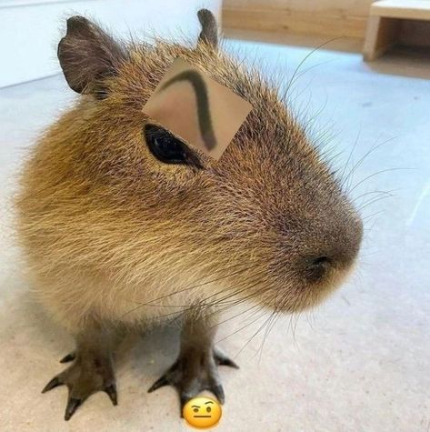 slay Capybara Memes Cute, Capybara Funny Pfp, Capybara Pick Up Line, Capybara On Crocodile, Cute Capybara Pfp, Slay Animal, Capybara Matching Pfp, Capybara Fursona, Capybara Friends