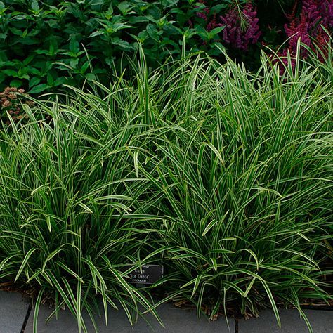 Carex Ice Dance, Garden Shrubs Evergreen, Carex Grass, Pond Plants, Grasses Garden, Garden Shrubs, Fine Gardening, Ice Dance, Front House Landscaping