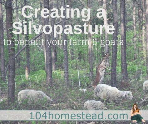 Farm Kitchen Ideas, Farm Goats, Homestead Animals, Homesteading Animals, Farming Ideas, Raising Farm Animals, Urban Homestead, Goat Care, Raising Goats