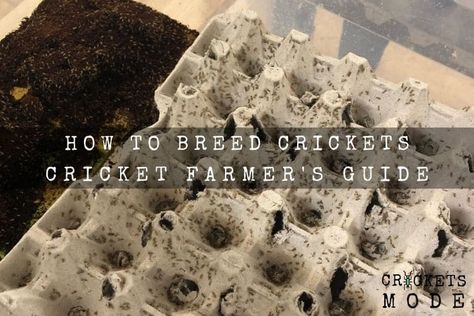 Raising Crickets For Food, Cricket Farming Diy, Diy Cricket Farm, Cricket Enclosure, Breeding Crickets, Raising Crickets, Insect Farming, Fancy Bearded Dragon, Cricket Farm