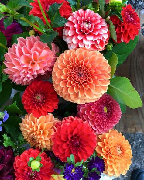 Elaine White on Instagram: “Stunning Dahlias. Jehovah’s beautiful creations.” Dahlia Pinnata, Unique Gardens, The Common, Dahlia, Garden Landscaping, Wedding Inspo, Beautiful Flowers, Digital Design, Plants