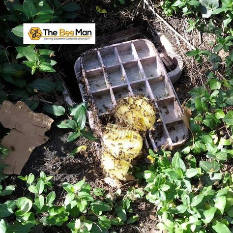 Don’t try to remove the bees on your own. Without proper experience and equipment, you might disturb the hive and provoke an attack. Call The Bee Man for professional bee removal in Orange County. Our team knows how to remove bees off properties safely and completely to prevent further infestations.  #TheBeeMan #beemanbuzz #beeremoval #waspremoval #yellowjacketremoval #beeremovalandrelocation #beeremovalOrangeCounty #waspremovalOrangeCounty #yellowjacketremovalOrangeCounty #beeremovalandrelocati Wasp Removal, Bee Removal, The Hive, The Bee, Orange County, Bee, Orange