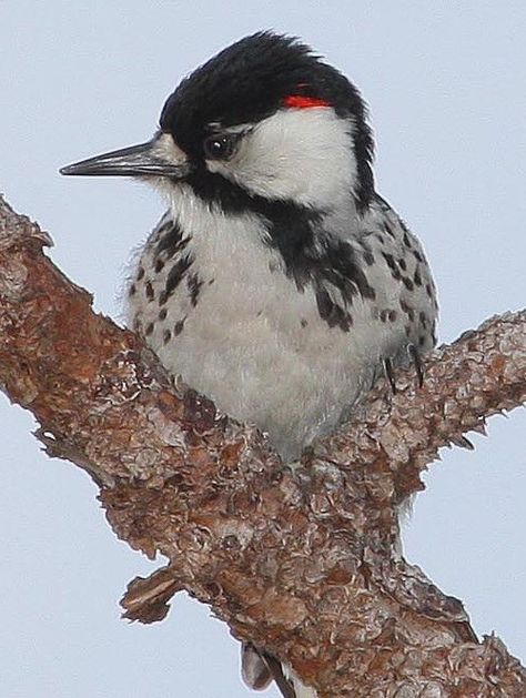 Red Cockaded Woodpecker, Florida Birds, Eastern Tennessee, Longleaf Pine, Woodpeckers, Bird Pictures, Endangered Species, The Birds, Cavities