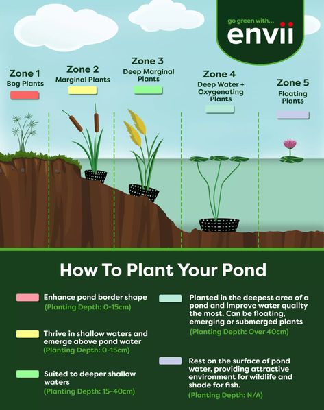 Pond Plants: A Beginner's Guide - Envii Permaculture Pond Design, Bath Pond Ideas, Pond Layout Design, Patio Pond Plants, Outdoor Fish Ponds Ideas, Duck Pond Plants, 5 Acre Homestead Layout With Pond, Diy Koi Fish Pond, Goldfish Pond Backyard