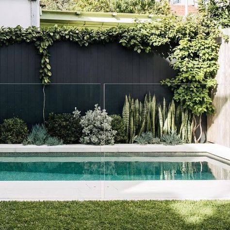 Fence Privacy Ideas, Blue Chalk Sticks, Buxus Balls, Plants Around Pool, Chalk Sticks, Pool Plants, Outdoor Pool Area, Pool Landscape Design, Backyard Pool Landscaping