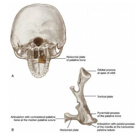 The smaller superficial head originates from the lateral surfaces of the pyramidal process of the palatine bone and maxillary tuberosity of the maxilla. Pterygoid Muscle, Palatine Bone, Human Tissue