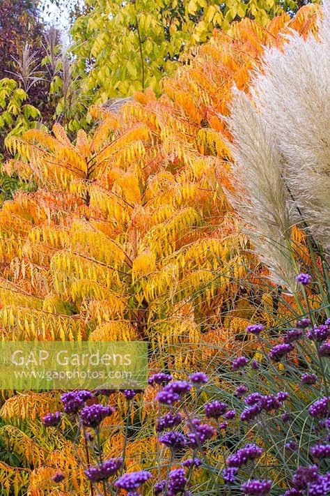 Rhus typhina 'Tiger Eyes' Rhus Typhina, Planting Design, Tiger Eyes, Plant Photography, Plant Design, Tiger Eye, Beautiful Gardens, Planting, Garden Plants